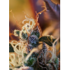 Cream Mandarine XL Auto